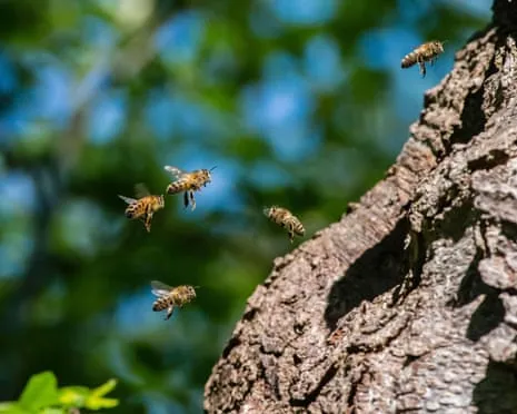 Why Protecting Honeybees Might Harm Wild Pollinators